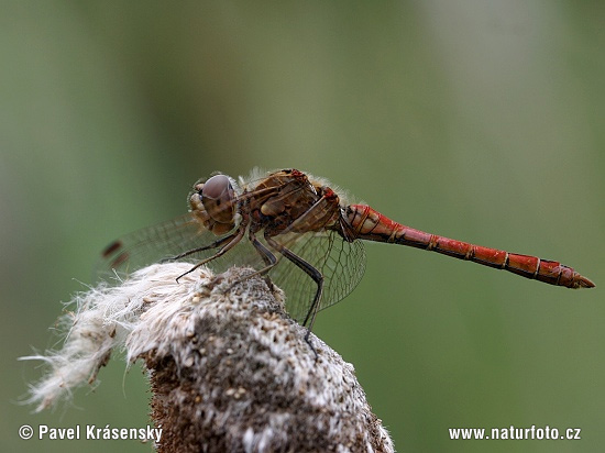 Vážka obyčajná (Sympetrum vulgatum)