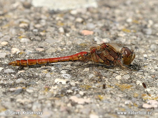 Vážka obyčajná (Sympetrum vulgatum)