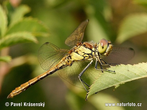 Vážka obyčajná (Sympetrum vulgatum)