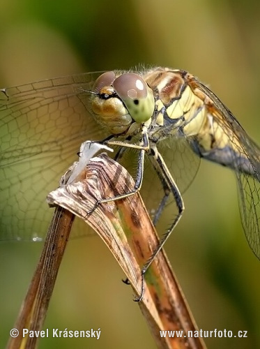 Vážka obyčajná (Sympetrum vulgatum)