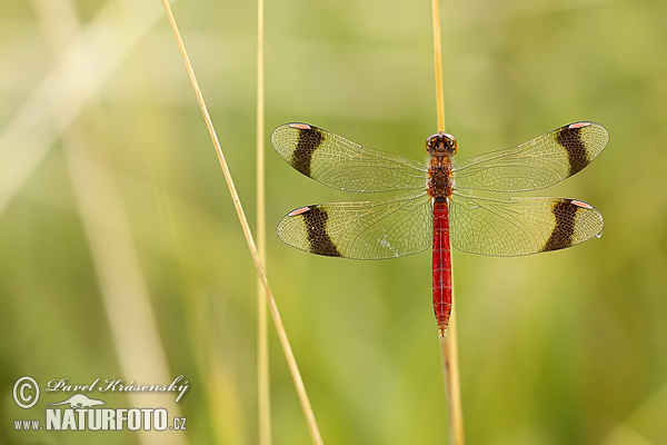 Vážka pásavá (Sympetrum pedemontanum)