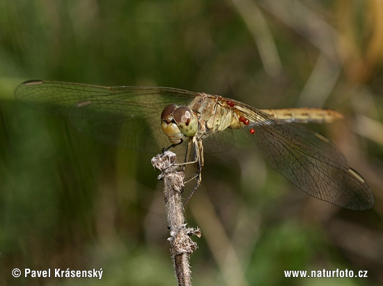 Vážka pestrá (Sympetrum striolatum)