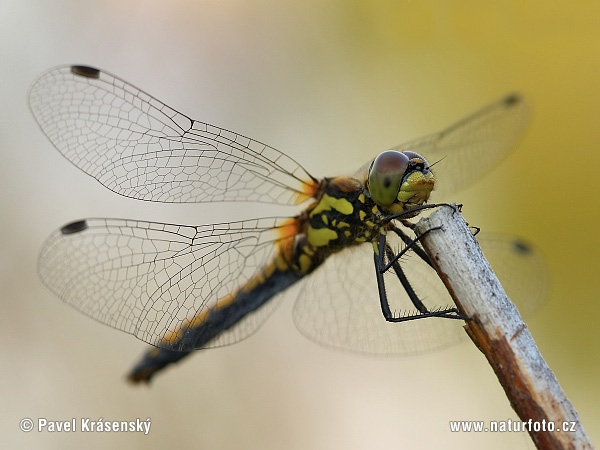 Vážka tmavá (Sympetrum danae)