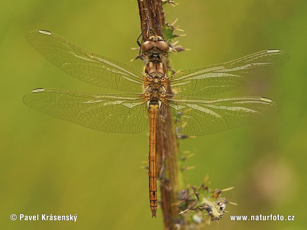 Vážka tmavá (Sympetrum danae)