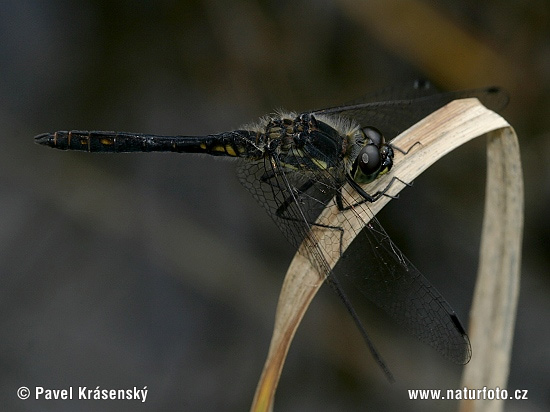 Vážka tmavá (Sympetrum danae)