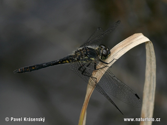 Vážka tmavá (Sympetrum danae)