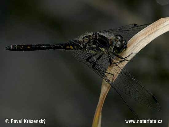 Vážka tmavá (Sympetrum danae)