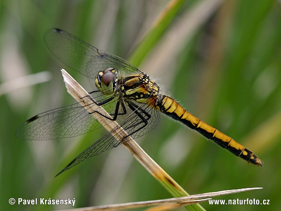 Vážka tmavá (Sympetrum danae)