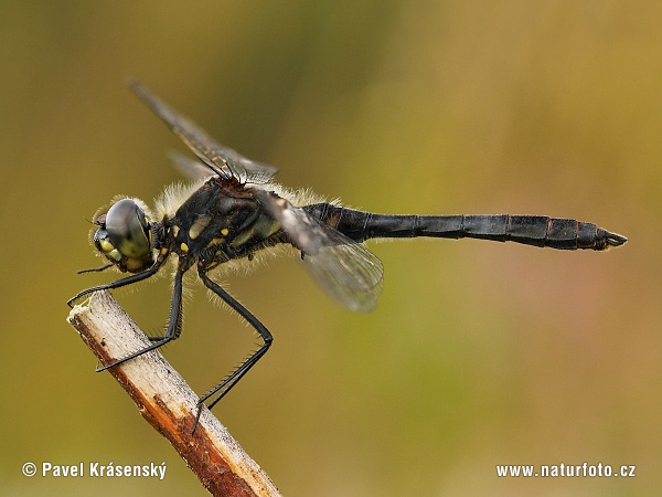 Vážka tmavá (Sympetrum danae)