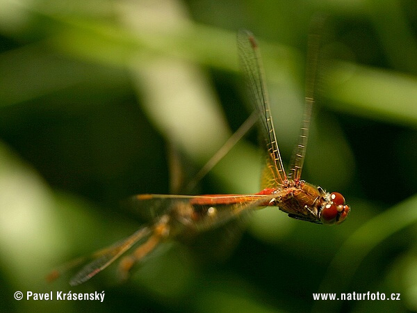 Vážka žltoškvrnná (Sympetrum flaveolum)