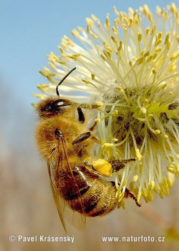 Včela medonosná (Apis mellifera)