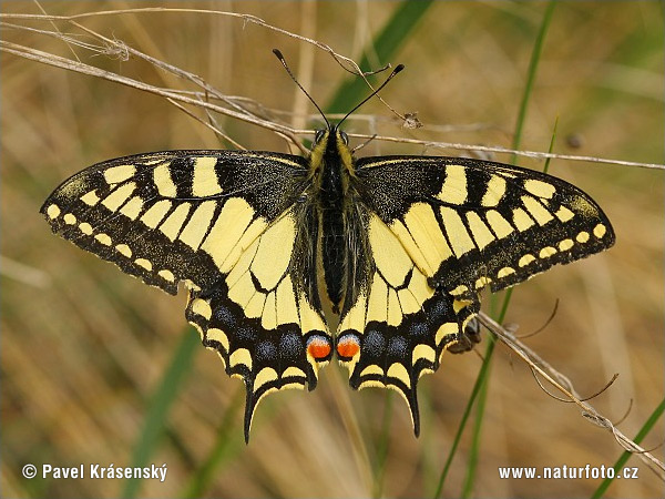 Vidlochvost feniklový (Papilio machaon)