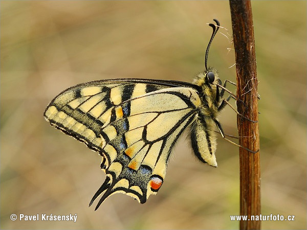 Vidlochvost feniklový (Papilio machaon)