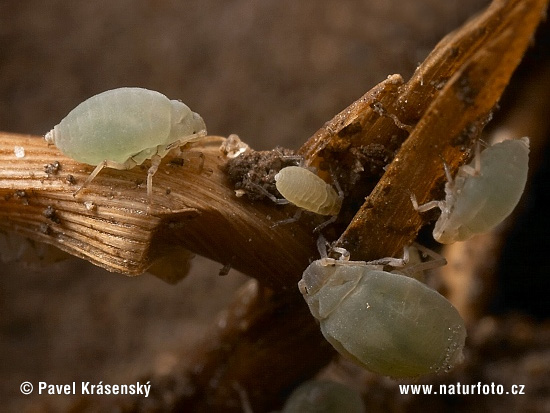 Vošky (Aphididae)