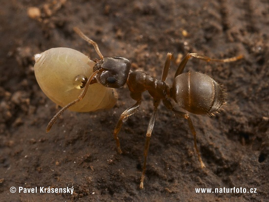 Vošky (Aphididae)