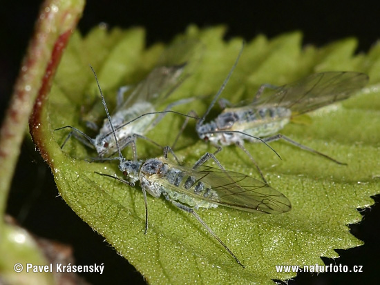 Vošky (Aphididae)