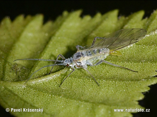 Vošky (Aphididae)