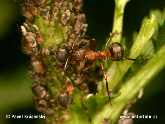 Vošky (Aphididae)