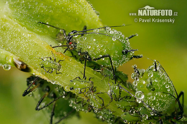 Vošky (Aphididae)