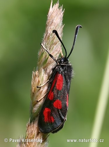 Vretienka kozincová (Zygaena loti)