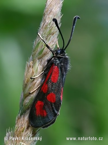 Vretienka kozincová (Zygaena loti)