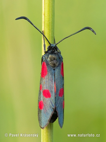 Vretienka ľadencová (Zygaena angelicae)