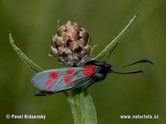 Vretienka obyčajná (Zygaena filipendulae)