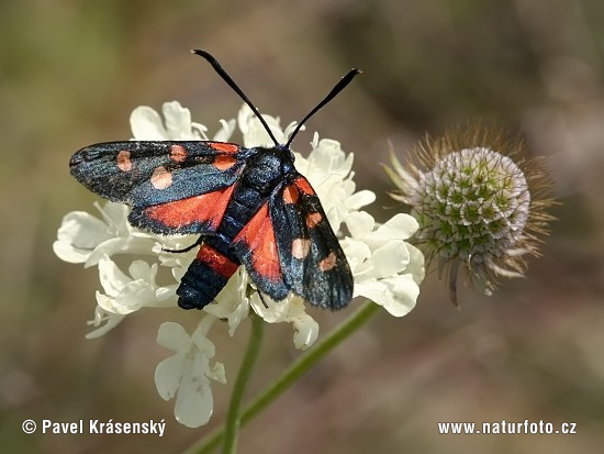 Vretienka ranostajová (Zygaena ephialtes)