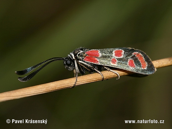 Vretienka vičencová (Zygaena carniolica)