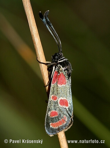 Vretienka vičencová (Zygaena carniolica)