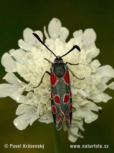 Vretienka vičencová (Zygaena carniolica)