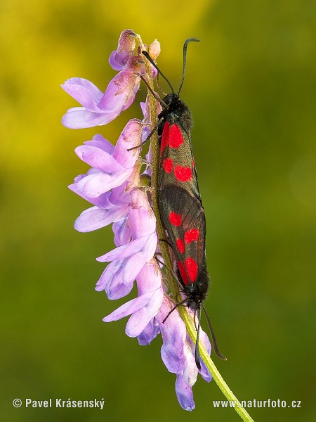 Vretienka viková (Zygaena viciae)