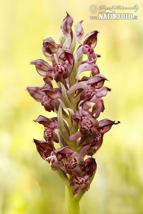 Vstavač ploštičný (Orchis coriophora)