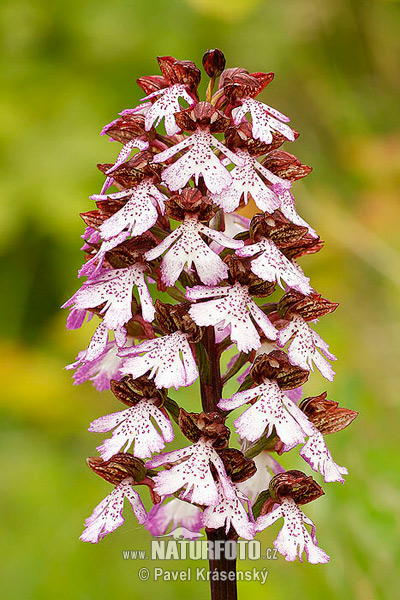 Vstavač purpurový (Orchis purpurea)