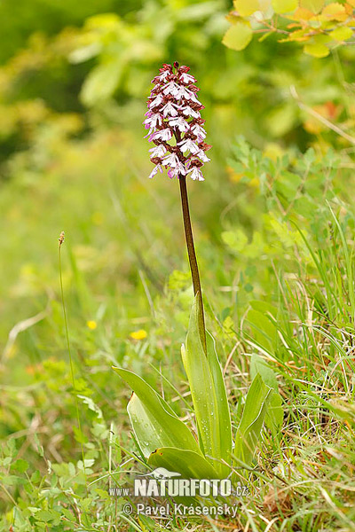 Vstavač purpurový (Orchis purpurea)