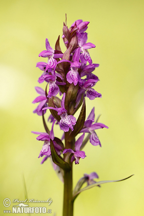 Vstavačovec májový (Dactylorhiza majalis)