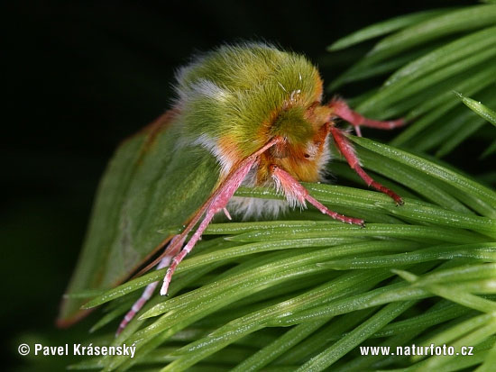 Zeleněnka buková (Pseudoips prasinanus)