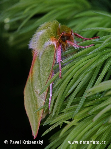 Zelenka buková (Pseudoips prasinanus)