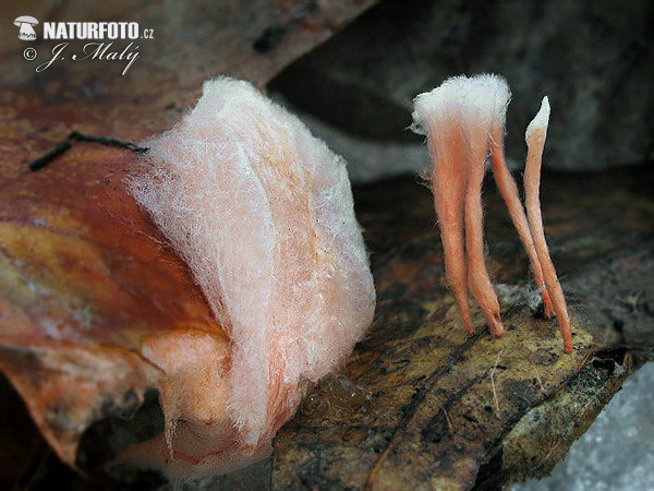 anthina flammea (Anthina flammea)