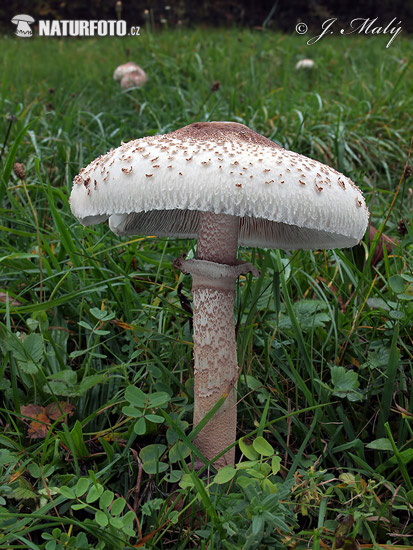 bedľa bližšie neurčená (Macrolepiota sp.)