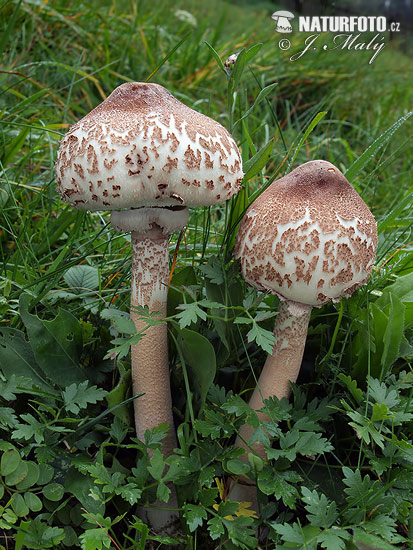 bedľa bližšie neurčená (Macrolepiota sp.)