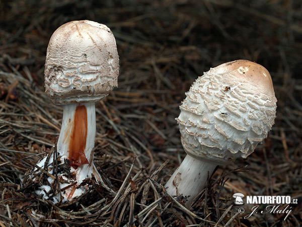 bedľa červenejúca (Chlorophyllum rachodes)