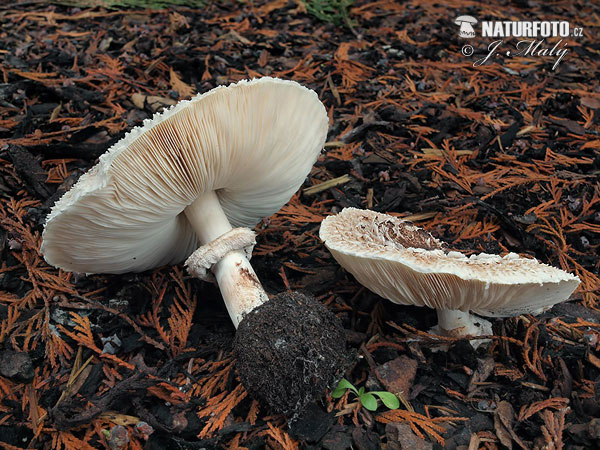 bedľa červenejúca záhradná (Chlorophyllum brunneum)