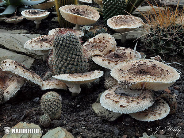 bedľa červenejúca záhradná (Chlorophyllum brunneum)