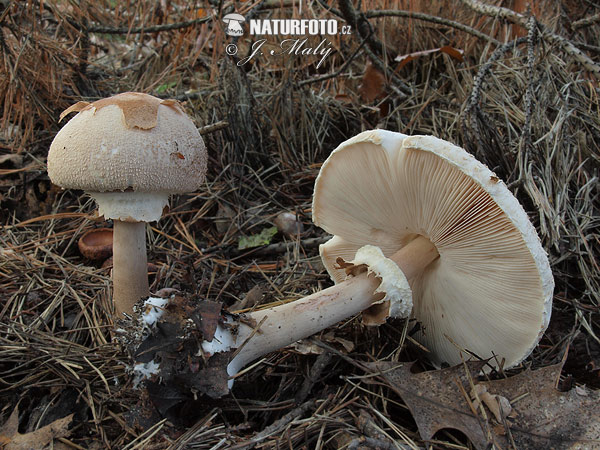 bedľa Konradova (Macrolepiota konradii)