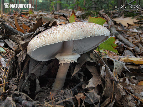 bedľa Konradova (Macrolepiota konradii)