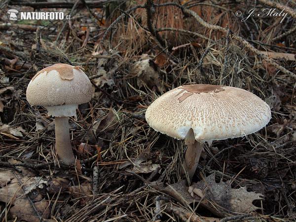 bedľa Konradova (Macrolepiota konradii)