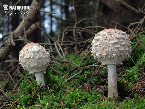 bedľa Olivierova (Chlorophyllum olivieri)