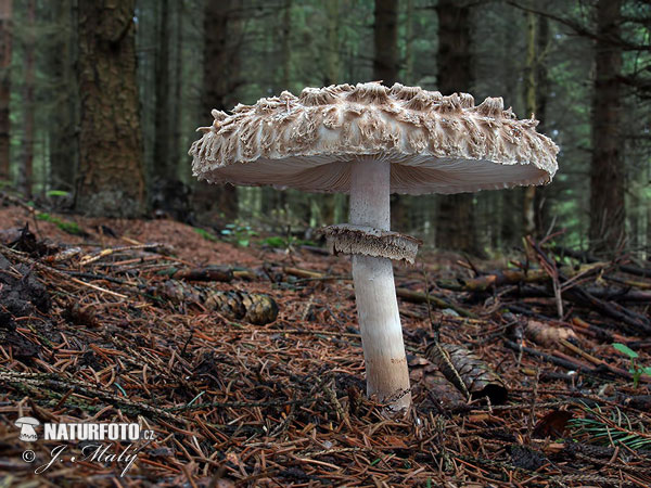 bedľa Olivierova (Chlorophyllum olivieri)