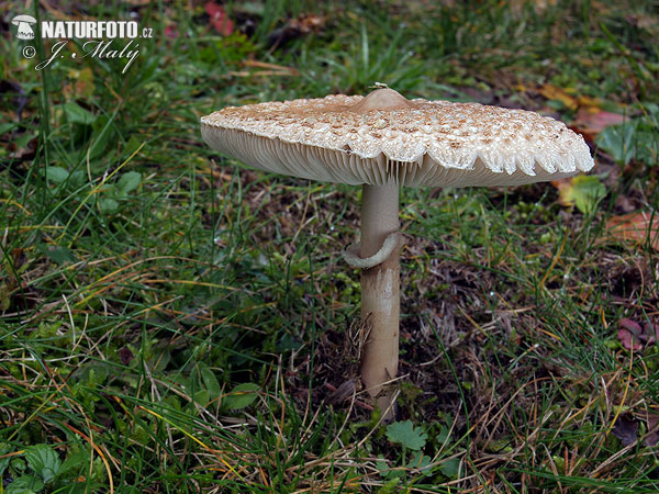 bedľa vyniknutá (Macrolepiota prominens)